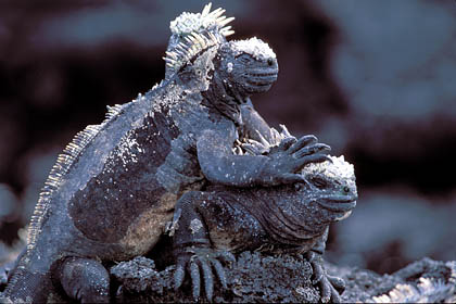 Marine Iguanas